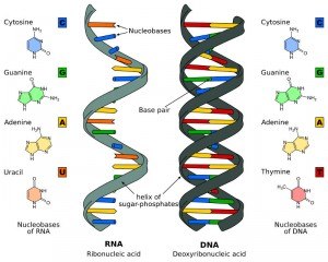 RNA_DNA