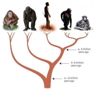 ape_evolution